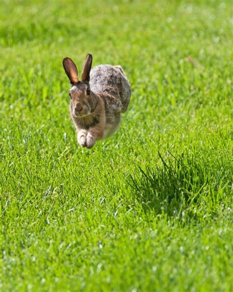 How Fast Can a Rabbit Run? - The Bunny Hub