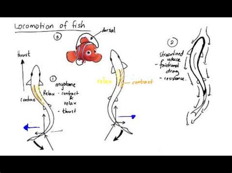 locomotion of fish - YouTube