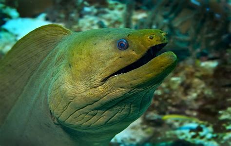 Green Moray Eel - Oceana