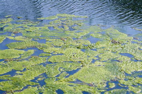 Eliminating Algae from your lake or pond