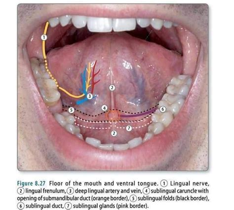 What Color Should The Veins Under Your Tongue Be - mapasgmaes