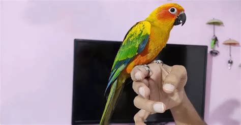 How Long Do Sun Conures Live? A Guide to Their Lifespan - The Worlds Rarest Birds