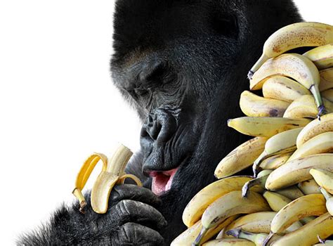 130+ Gorilla Eating A Banana Stock Photos, Pictures & Royalty-Free Images - iStock