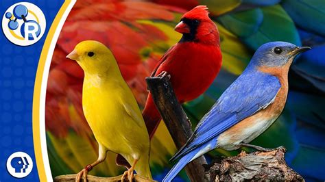 Why Are Birds Different Colors? | Reactions