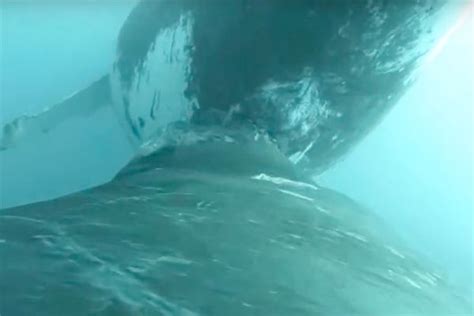 First Video of Humpback Calf Nursing