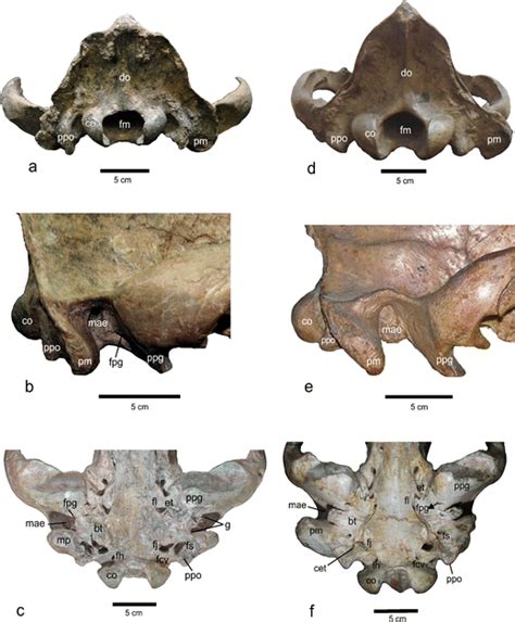 First Description of the Auditory Region of a Tremarctinae (Ursidae, Mammalia) Bear: The Case of ...