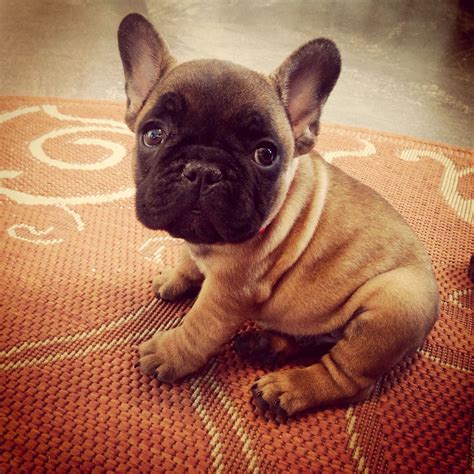 Snuggly French bulldog puppy at 8 weeks old. IG: @RufustheFrenchy #RufusTBarleysheath # ...