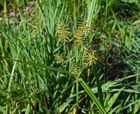 jenis daun rumput halia hitam - TrevortaroEnglish