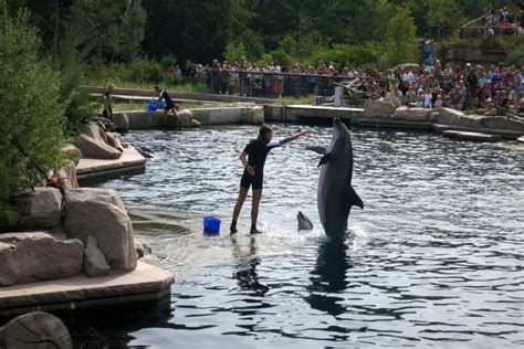 Nuremberg: Why the dolphins are so important for the zoo - zoosmedia