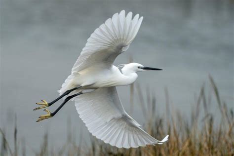 13 Wild Animals in Ukraine [Wildlife in Ukraine] - Kevmrc