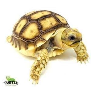 Sulcata Tortoise Substrate | what is the best substrate for a Sulcata tortoise