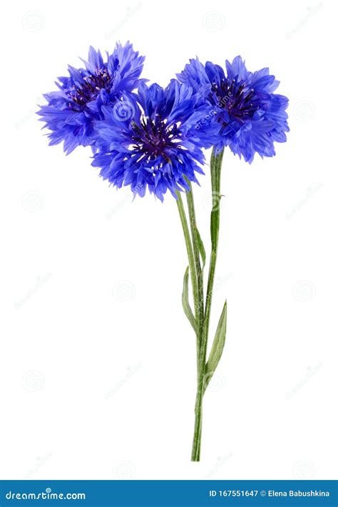 Blue Cornflower Bouquet Isolated on White Background Stock Image ...