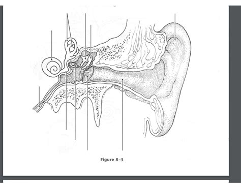 diagram of ear Quiz