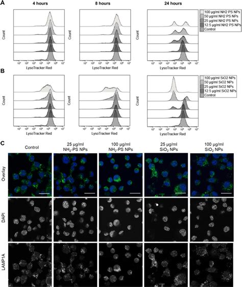 Effect of NH2-PS and SiO2 nanoparticles on lysosomes in MPI cells ...