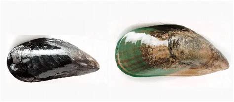 Green Mussel vs Black Mussel: 5-Sec to Learn the Difference