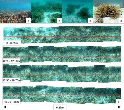 Photographs showing the four types of Acropora cervicornis patches ...