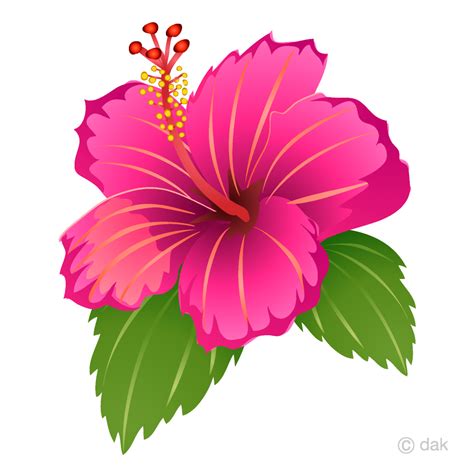 Pink Hibiscus Flower Clipart Free Transparent PNG Clipart, 59% OFF