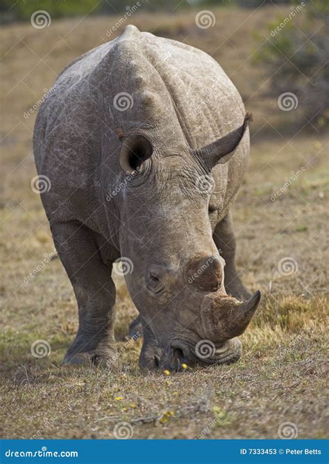 Close up Rhino stock image. Image of tourism, south, africa - 7333453