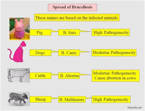 Brucellosis, Diagnosis of Brucella Infection - Labpedia.net