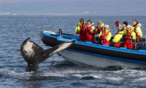 Whale Watching Tour in Husavik by RIB Boat