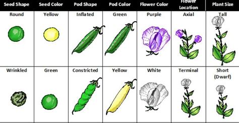 Mendel's Contribution - Class 10, Heredity and Evolution