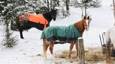 Best Winter Horse Blankets: Keep Your Horse Warm