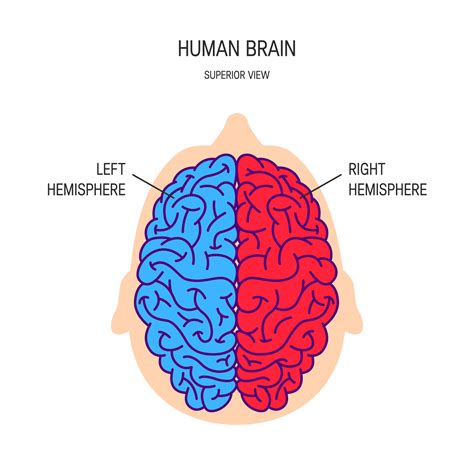 Left And Right Brain Diagram