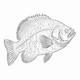 Crappie Coloring Page  Coloring Pages Mimi Panda sketch template