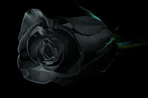 Symbolism and Meaning of Black Roses - Send Fresh Flowers & Gifts Online - The Flower Studio