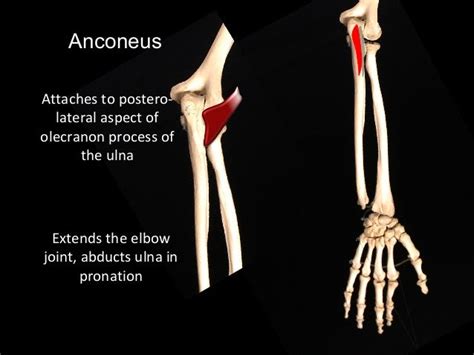 30+ Olecranon Process Of Ulna Anatomy