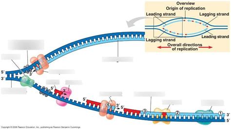 DNA Replication Diagram | Quizlet