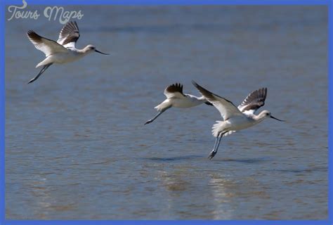 Yellowstone Birds - ToursMaps.com