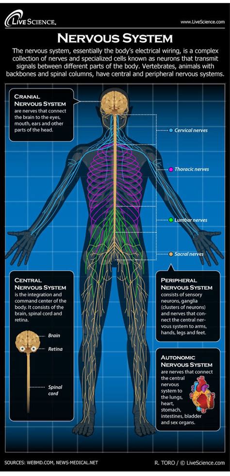 Nervous System: Facts, Function & Diseases | Human nervous system ...