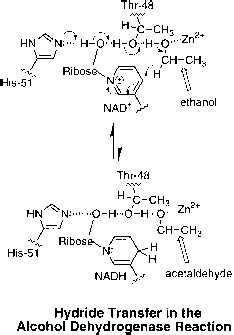 Alcohol Dehydrogenase - Biochemical Kinetics