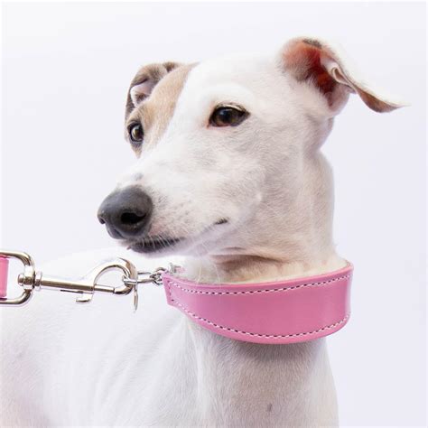 Italian Greyhound Pink Leather Wool-lined Martingale Collar – IGGY DOGWEAR