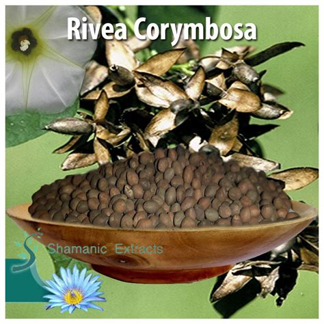 Rivea corymbosa