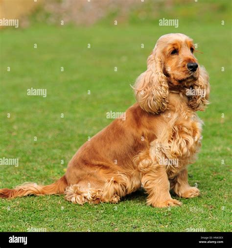 golden english cocker spaniel Stock Photo: 133800210 - Alamy