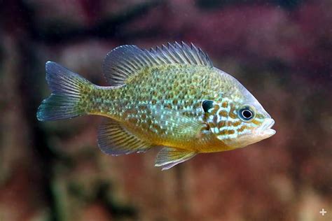 Pumpkinseed Sunfish | San Diego Zoo Animals & Plants