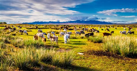 Nomadic Pastoralism | Once you start driving around Mongolia… | Flickr