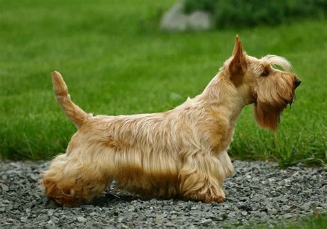 Scottish Terrier Colors: Rarest to Most Common - A-Z Animals