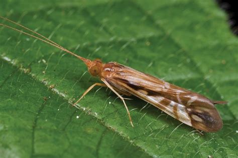 Caddisfly