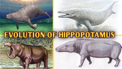 Unbelievable! You Won't Believe How the Hippopotamus Has Evolved! - YouTube