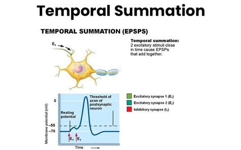 Major Differences Between Temporal vs Spatial Summation