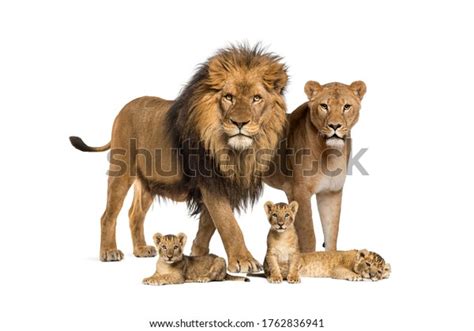 Family Lion Adult Cub Isolated Wild Stock Photo 1762836941 | Shutterstock