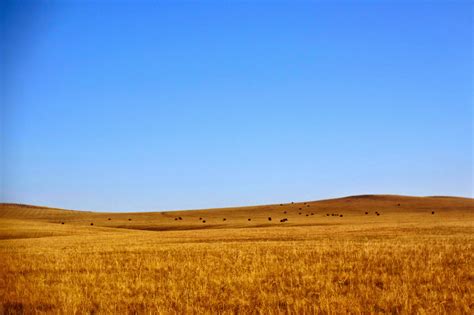 The Life of H. Ernest Chen: Hulunbuir Grasslands