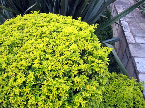 Bright Green Shrub Free Stock Photo - Public Domain Pictures