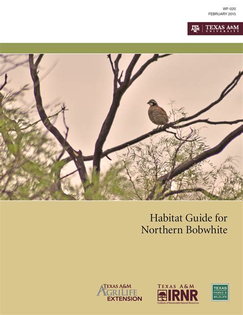 Habitat Guide for Northern Bobwhite | Publications | AgriLife Learn