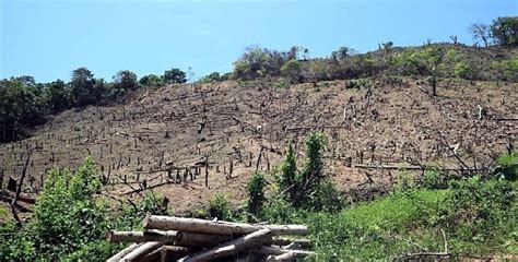 Dampak Akibat Hutan Gundul Bagi Kehidupan dan Cara Mencegah Beserta Penjelasannya Lengkap ...