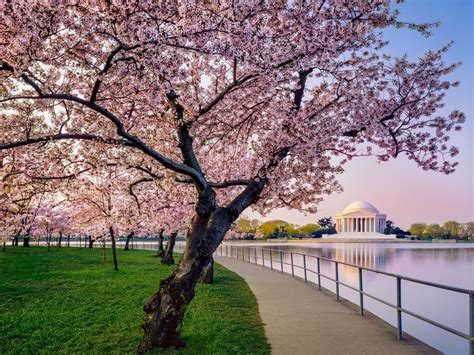 The Hybridized Nature of Washington's Iconic Cherry Trees | Smithsonian Voices | National Museum ...