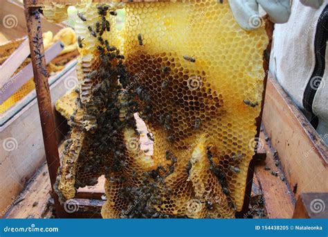 Honey Production by Bees in the Hive. Stock Image - Image of cloudy, apiary: 154438205